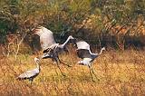 Sandhill Cranes Landing_35609